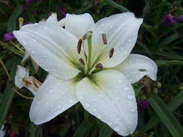 Die Lilienblüte diente als Vorbild für den Grundriss